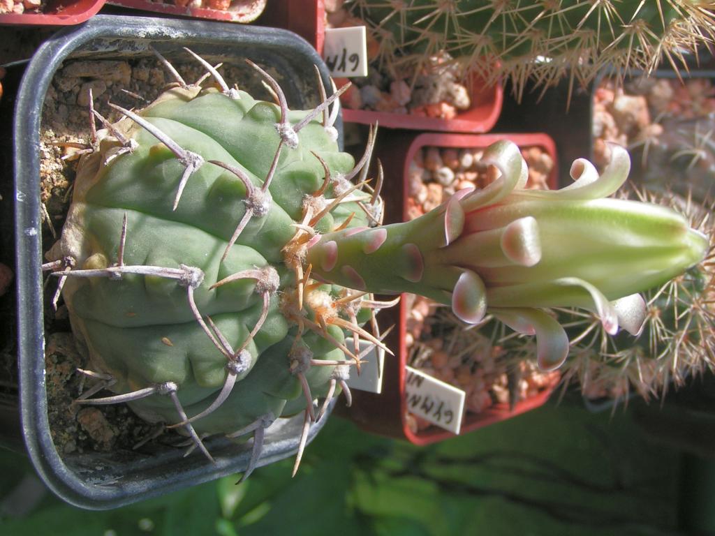 Gymnocalycium vatterii P 108 las Rabonas